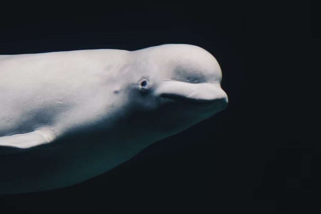 image Diseno sin titulo 44 26