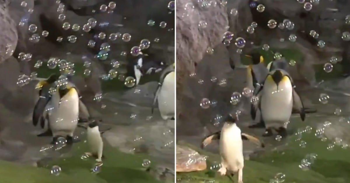 GuBeuAXXd_1200x630__1