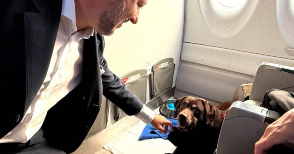 Histórico: ITA Airways realizó el primer vuelo con perros de gran tamaño en cabina image JSU6R4OMVNG3VI6SNM5MV7KWGA