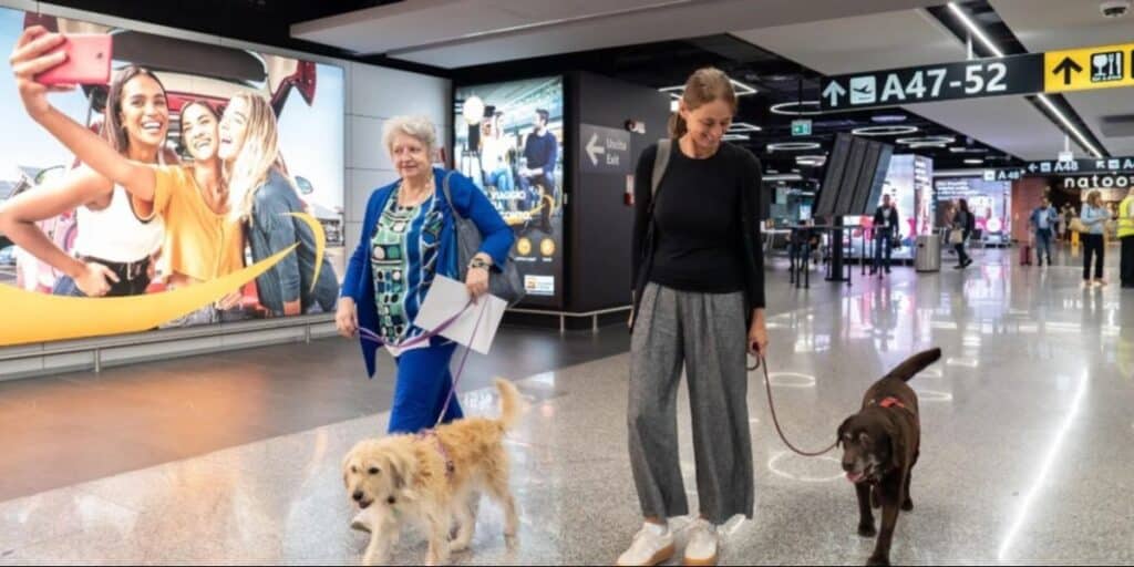 Perros-en-cabina-1-1024x512