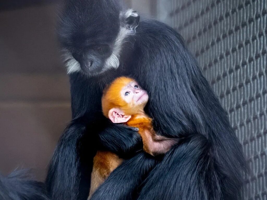 image Q46hh1Lc 2000x1500 1 1