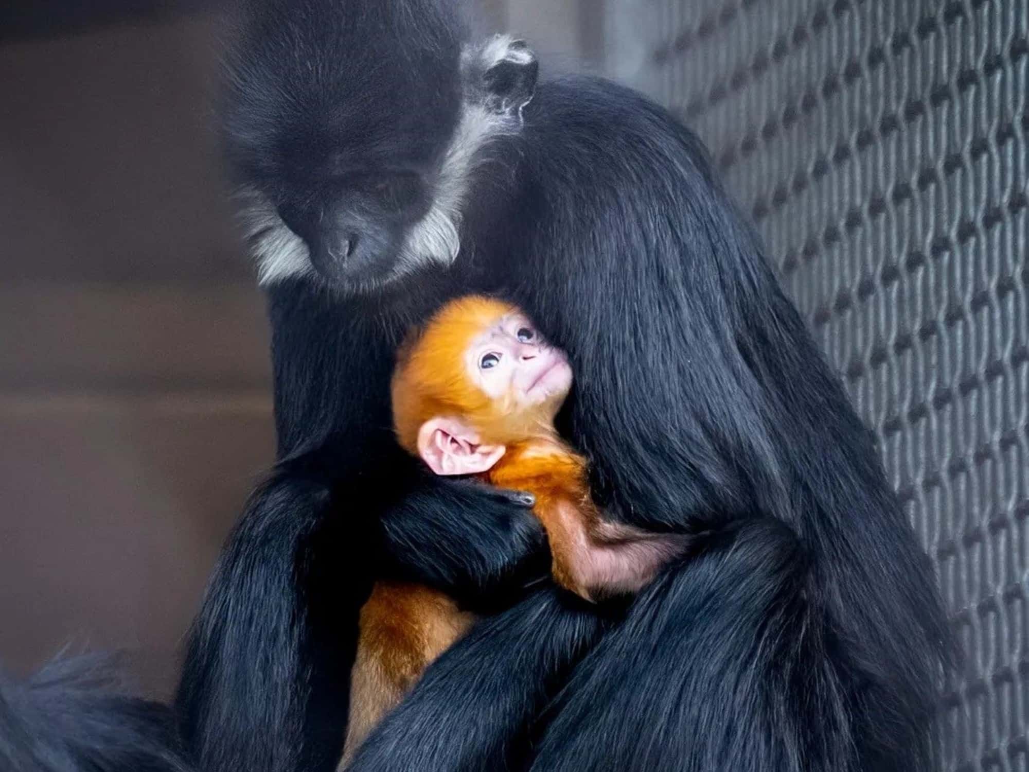 _Q46hh1Lc_2000x1500__1