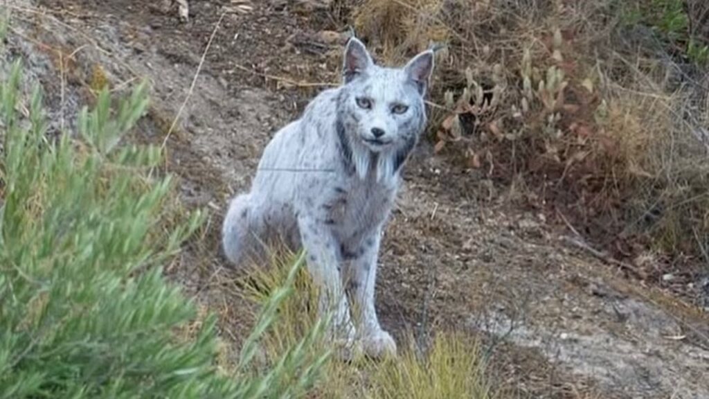 El misterio del lince ibérico blanco fotografiado en Jaén: científicos intentan descubrir por qué perdió su color image R5NFUFG3PJEVJFPUW4T5WONMGI