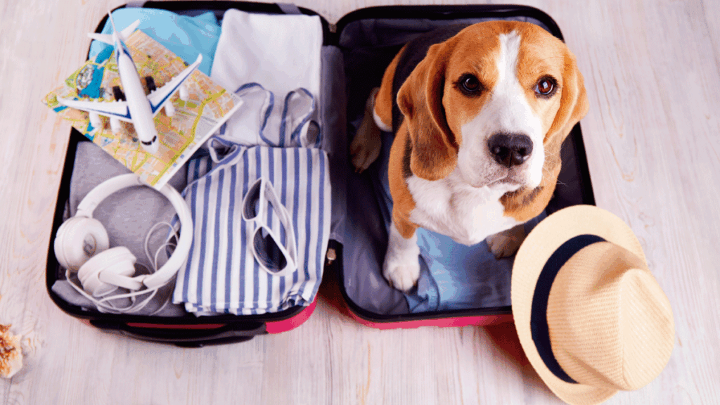 image Viajar con mascotas Recomendaciones para viajar con tu perro