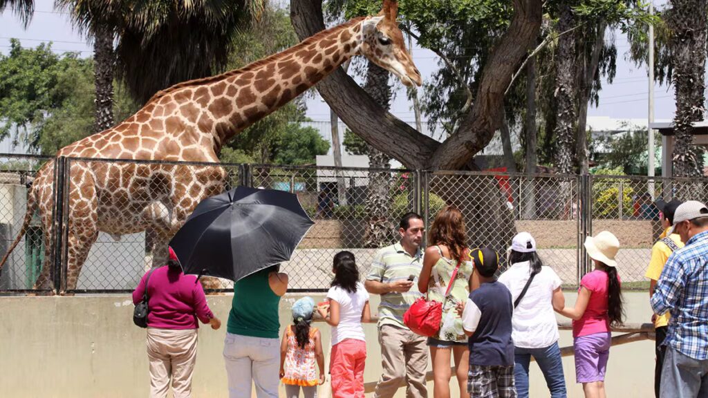 Perú propone cerrar de forma progresiva todos los zoológicos del país en los próximos 10 años image YBUV442KQFAM3L7FTZYK4BRADA