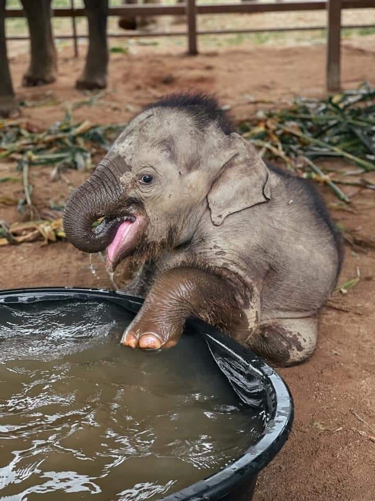 image baby elephant first bath 3
