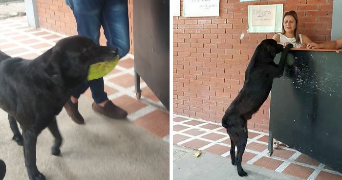 dog-buy-treats-leaves-negro-colombia-fb2-png__700