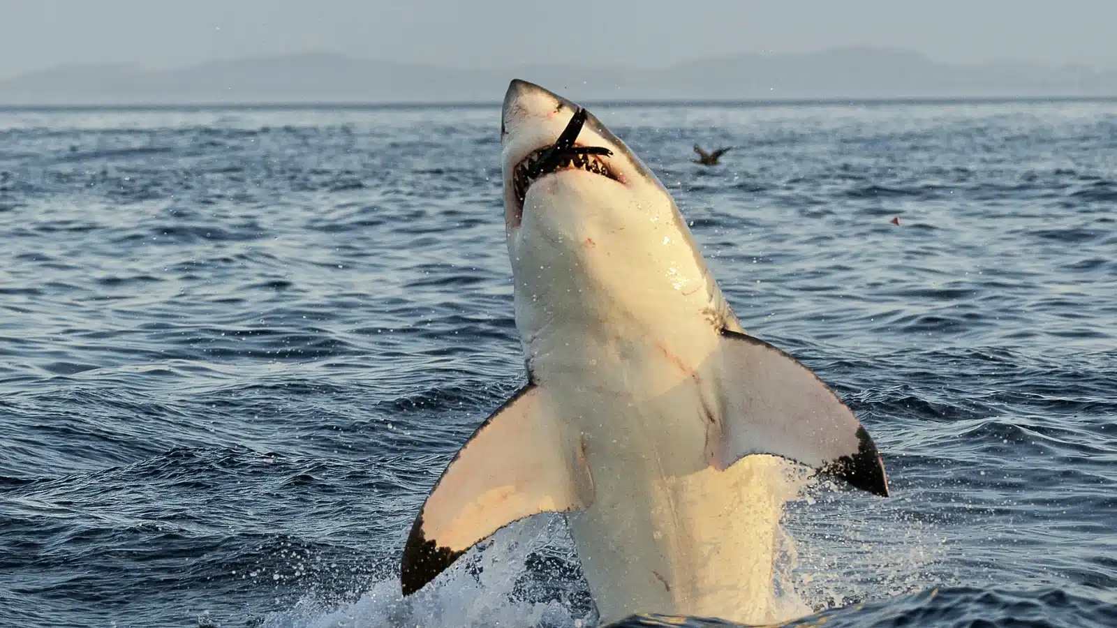 hallazgo-historico-atlantico-tiburon-blanco-gigante-745-reaparece-sorprende-ciencia-marina_97