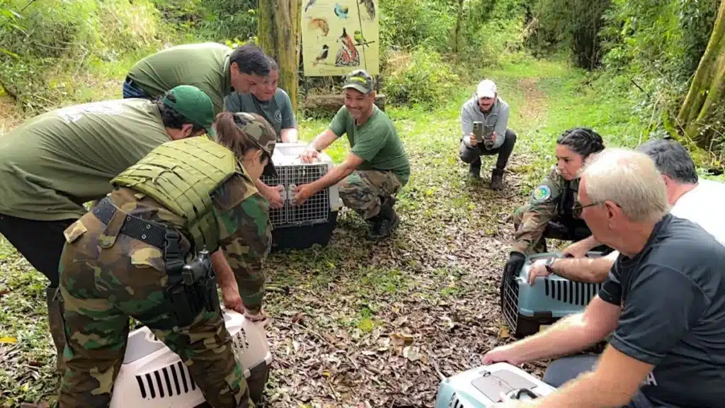 Liberan ocho monos capuchinos rehabilitados en el Parque Urugua-í image lg