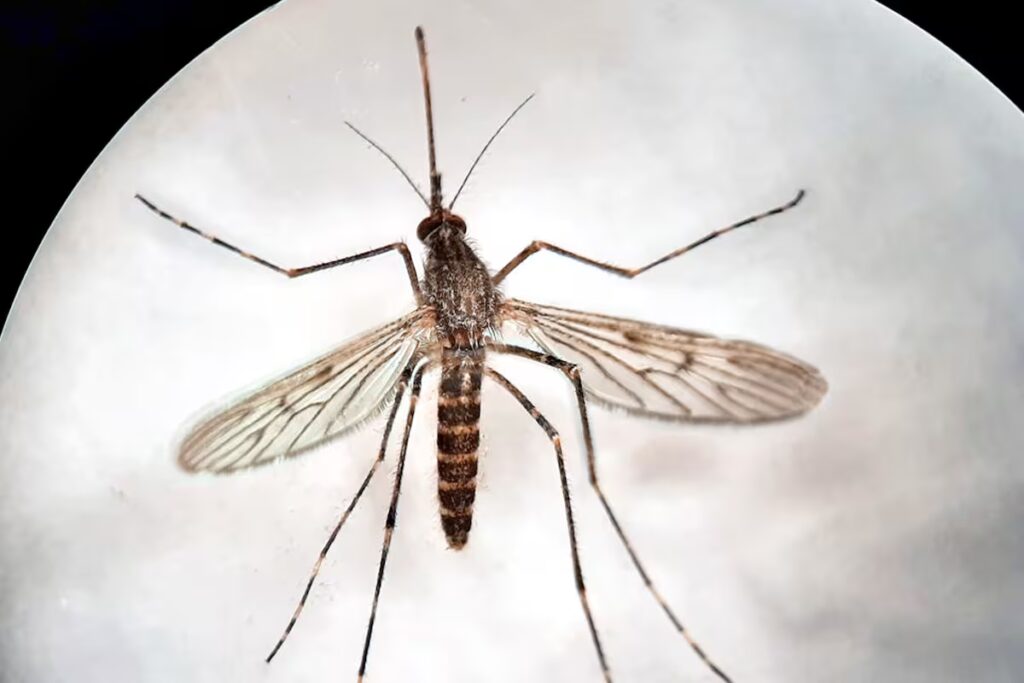 image los tres mosquitos hallados en islandia son de la D6NGQTDGXVELZKB27NGIOQVLWE 1
