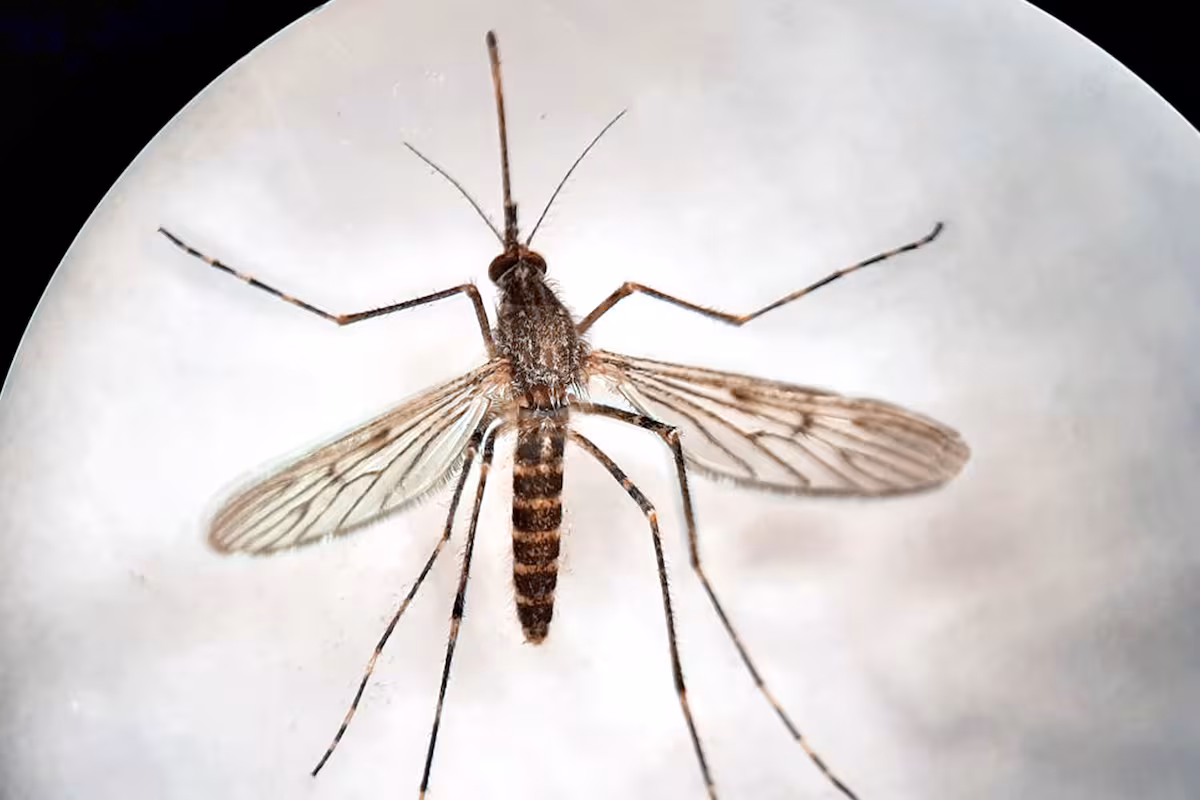 los-tres-mosquitos-hallados-en-islandia-son-de-la-D6NGQTDGXVELZKB27NGIOQVLWE