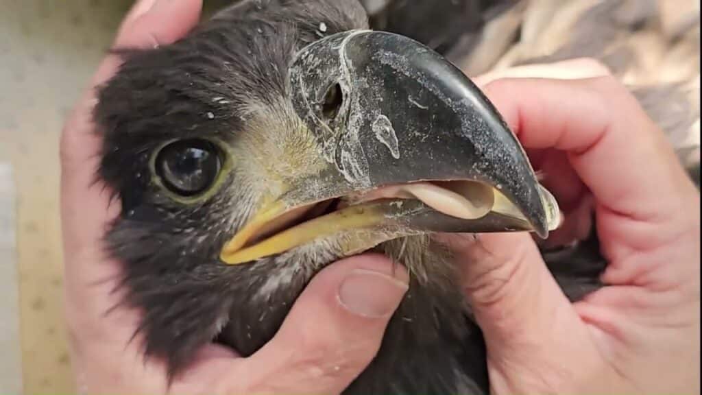 image maxresdefault 9