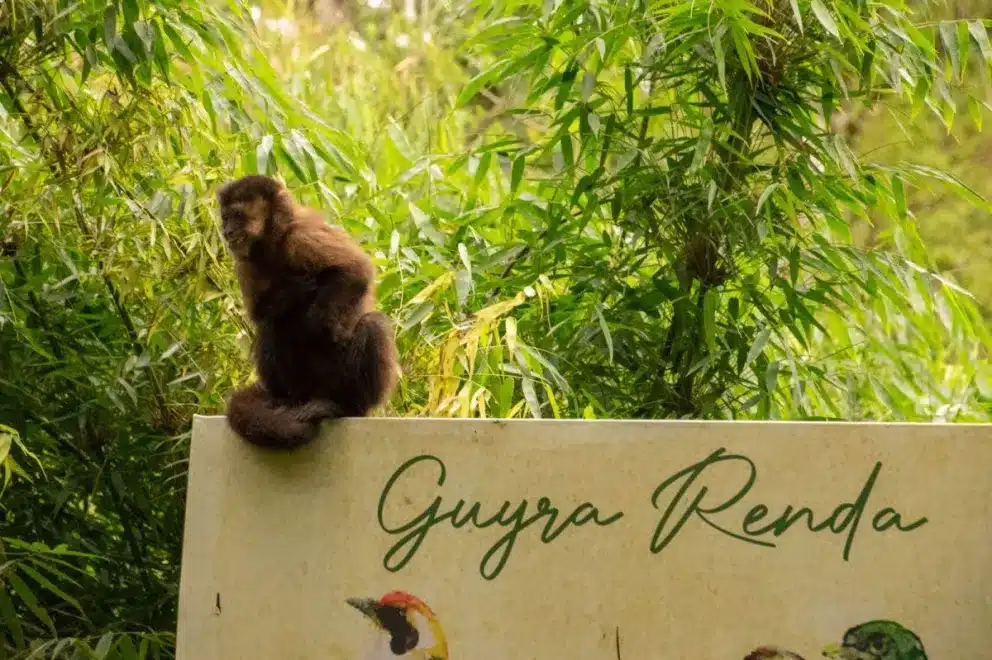 Liberan ocho monos capuchinos rehabilitados en el Parque Urugua-í image md 3 1