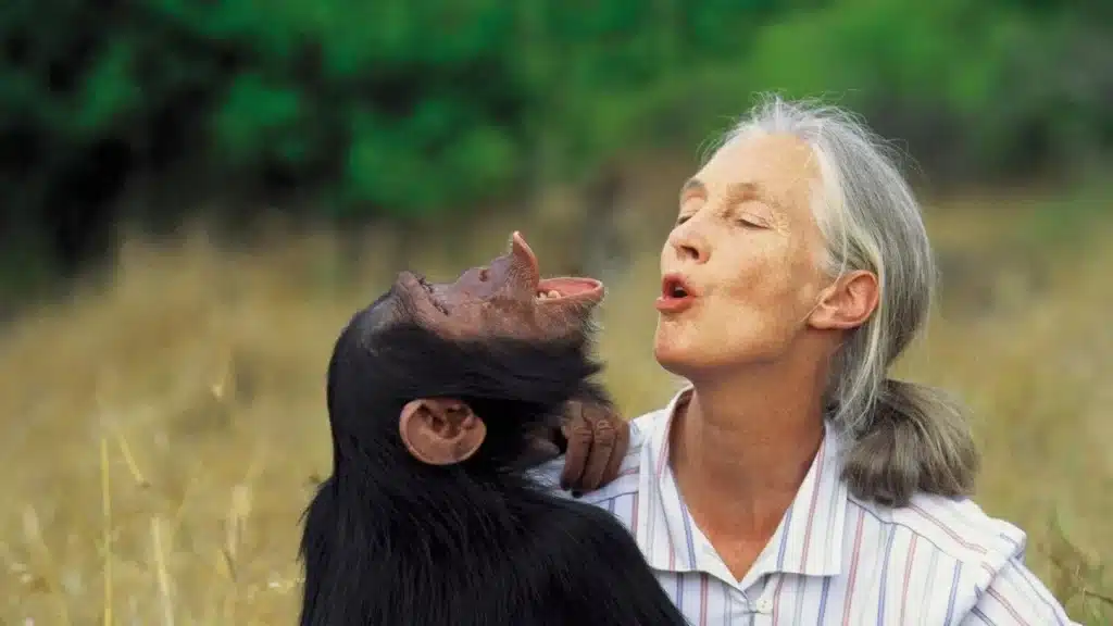 image muere jane goodall schema
