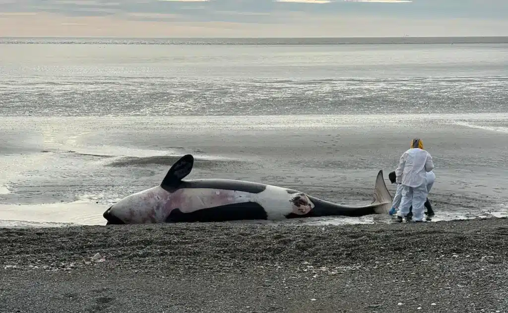 image orcas muertas.jpg