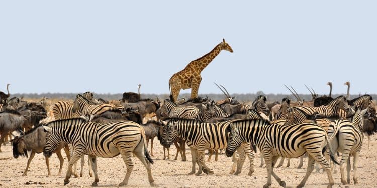 image playground los animales salvajes le tienen mas miedo a las personas que a los leones 2023 1 1