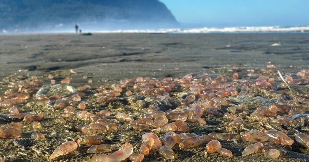 image rMO D62dt 1200x630 1