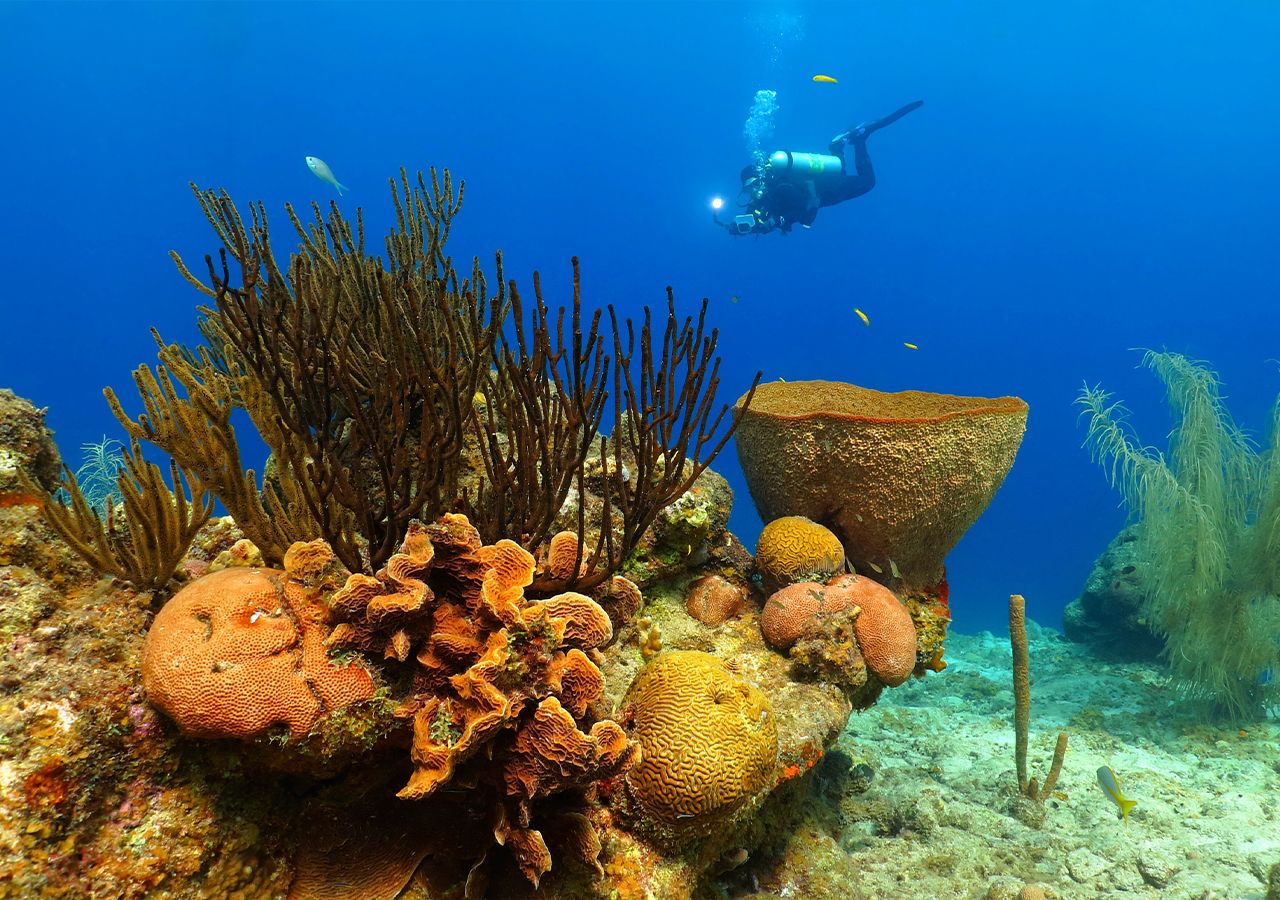 image scientists develop new tool to listen in on fishy conversations 1759009517391 1280