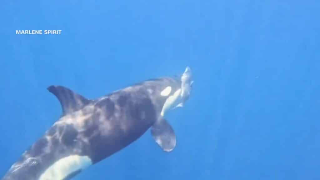 image thumb h 20251003183328452