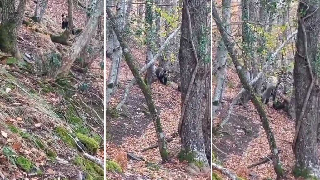 image 0sgndlndprh0 1