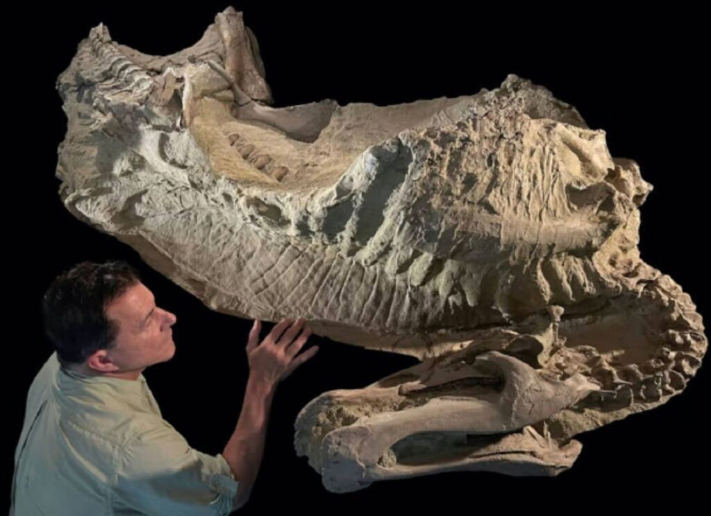 image 2910momia dinosaurio 2127672 1