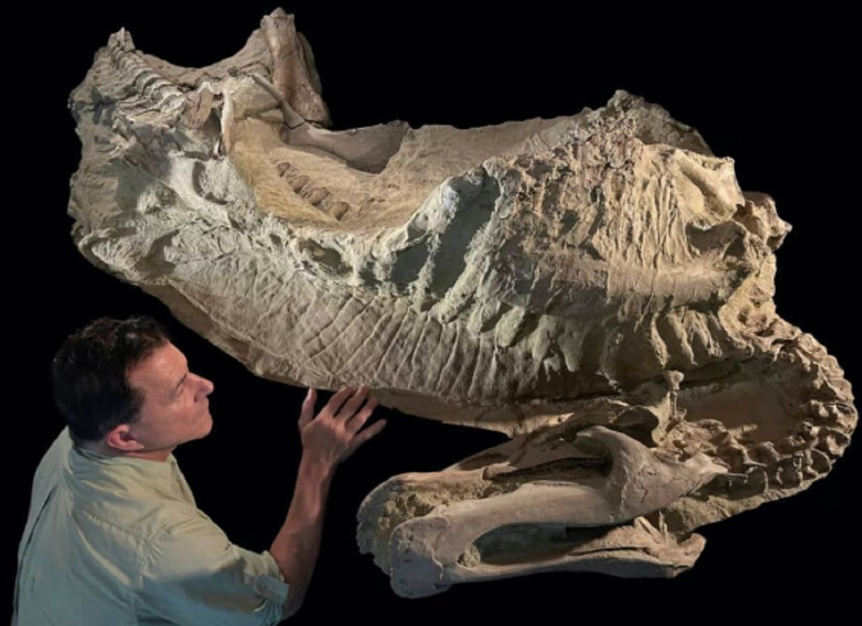 2910momia-dinosaurio-2127672