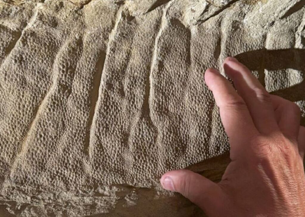 image 2910momia dinosaurios 2127673