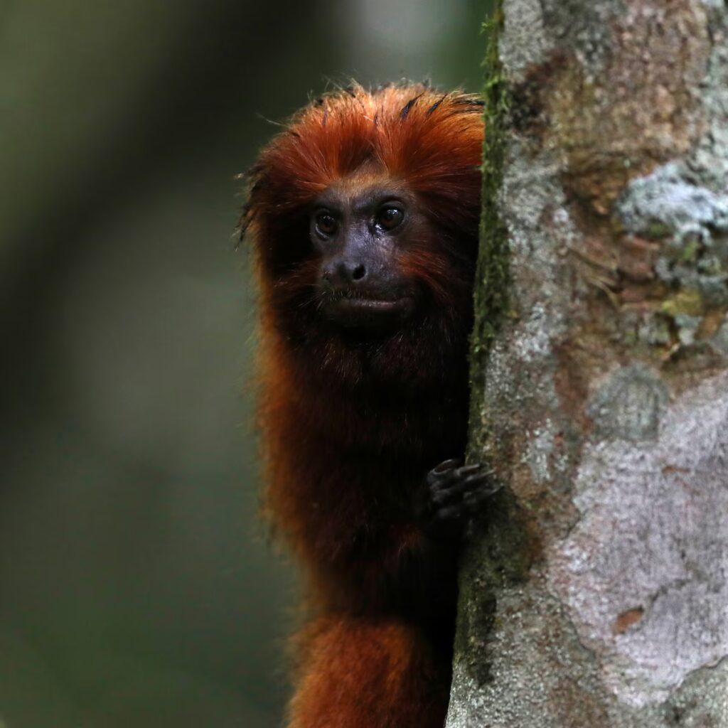 image 2Z7XXIZBO4P5HXZK64LOKQPFII