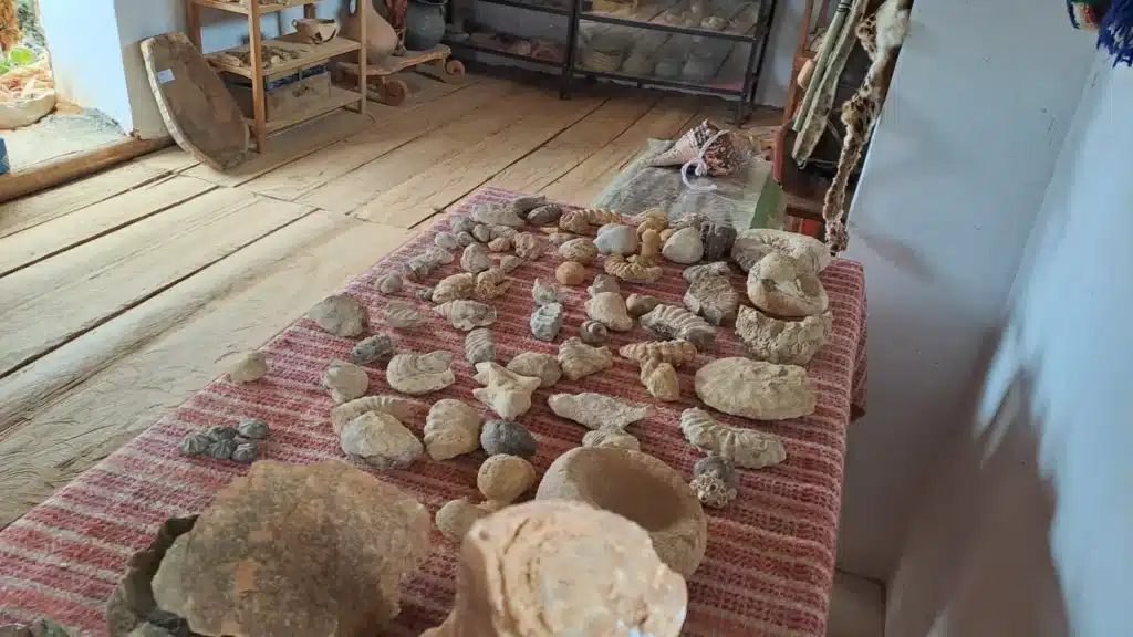 Descubren fósiles marinos en los Andes y confirman que Huánuco estuvo bajo el mar hace 500 millones de años image 4KEPR2X2TZDP7MHYBRIVZJPULM 2