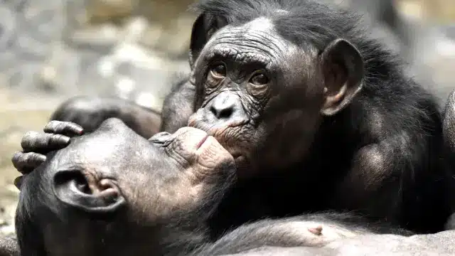 image 691d86d943c7d0 48507747