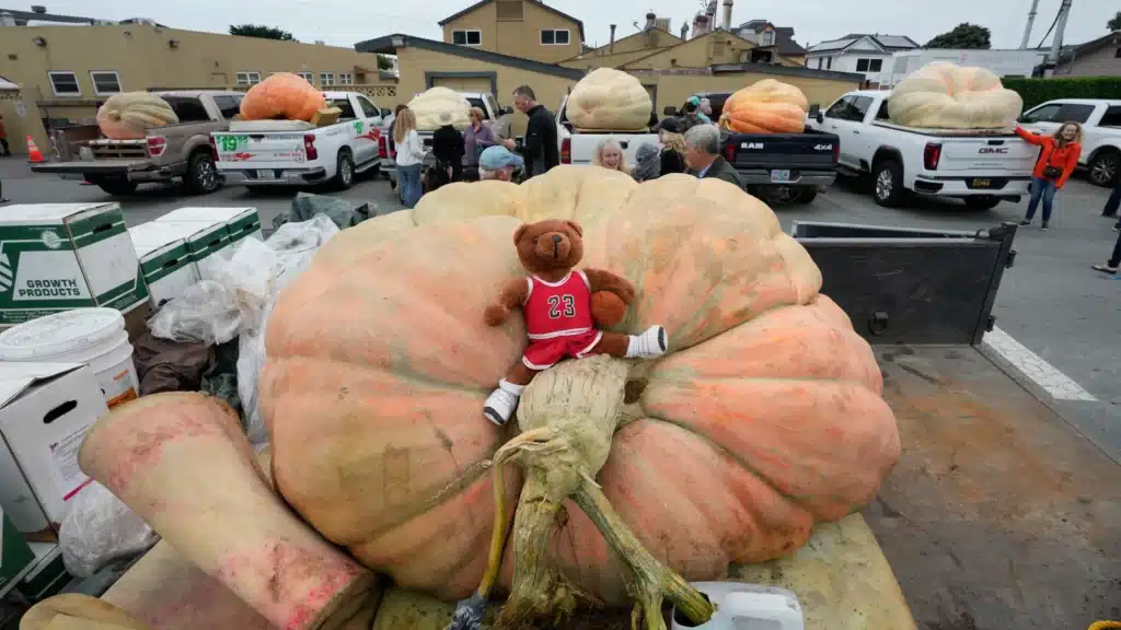 image AP23282617541561 1