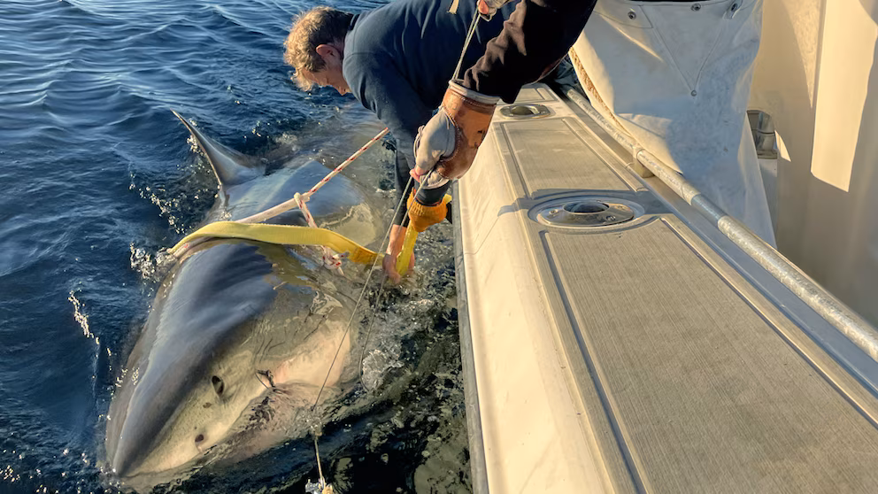 image CEQDEAUKMRDPJMIZCG3EBY3EQY 1