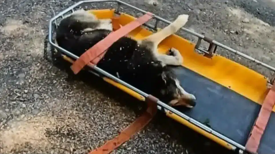 Indignación: Atropellaron a un perro en Villa La Angostura y lo arrojaron por un barranco image Captura de pantalla 2025 10 31 114912