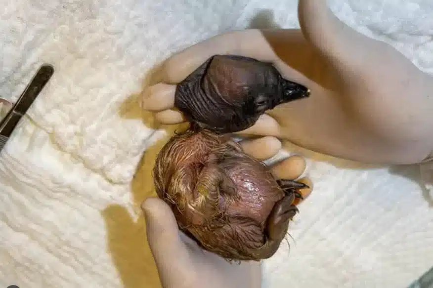 image Nacio Ambar el tercer condor andino incubado artificialmente en Colombia. Fuente Ministerio de Ambiente de Colombia.png 1