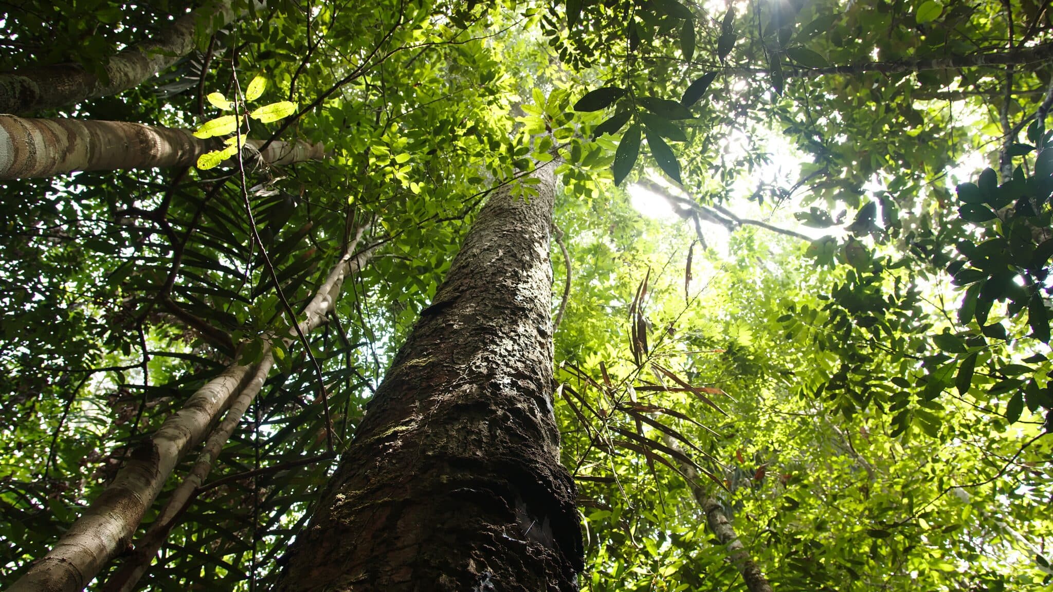 OCS3LJ4MOJGYBC4YRJJEPLUY4E