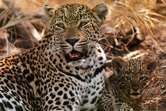 Original-Mother-Leopard