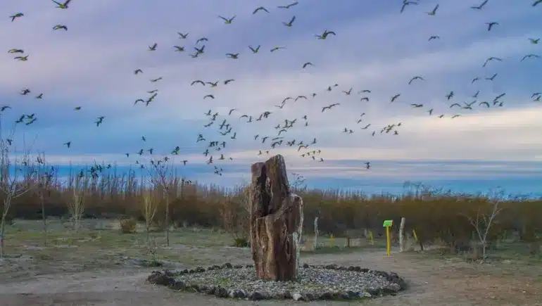 El bosque de las sombras más antiguas: 23 años protegiendo los árboles petrificados de Río Negro image bosque petrificado 1 1