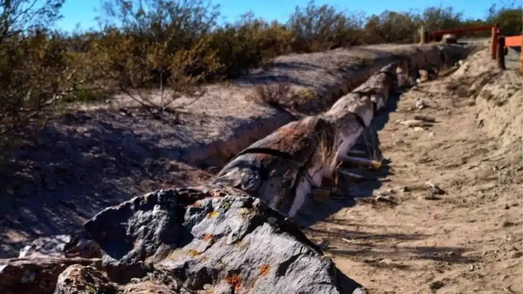 El bosque de las sombras más antiguas: 23 años protegiendo los árboles petrificados de Río Negro image bosque petrificado