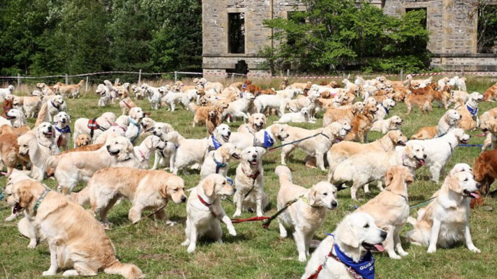 image el evento busca reunir la mayor cantidad de golden retrievers en un mismo lugar para batir un record guinness mundial foto gentileza daily mail PPPT7IHWGBGB5ATHEWDDQ4AW6I
