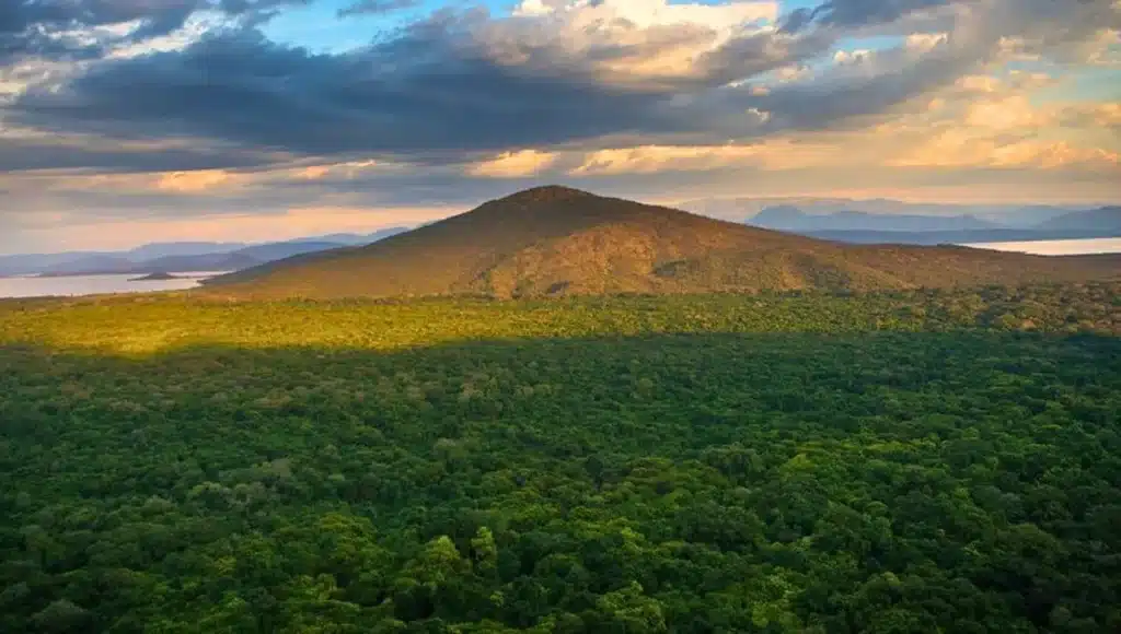 image etopia arboles 1