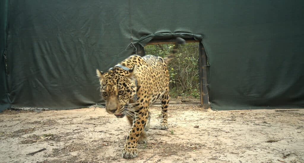 image liberacion yaguarete acai 6