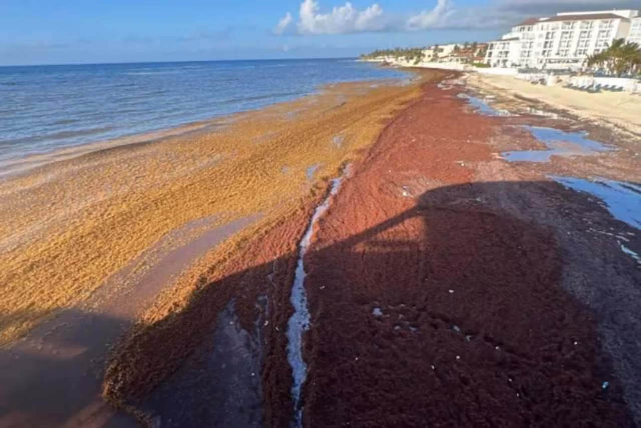 montanas-de-algas-en-descomposicion-cubren-la-PGHP57TS2RCERM5JM2V22HUUA4