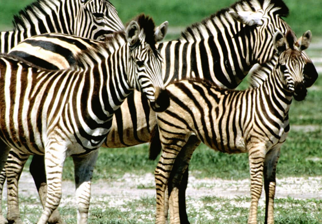 image p rZl0I8 1200x0 1