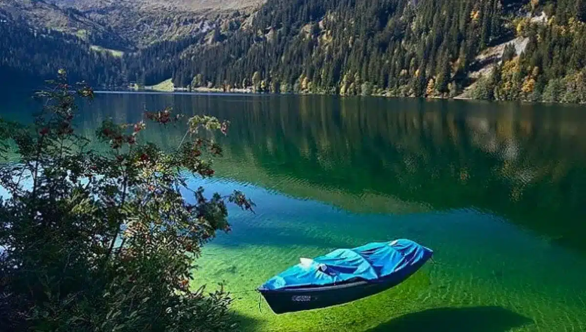 pinus-longaeva-pino-bristlecone-3