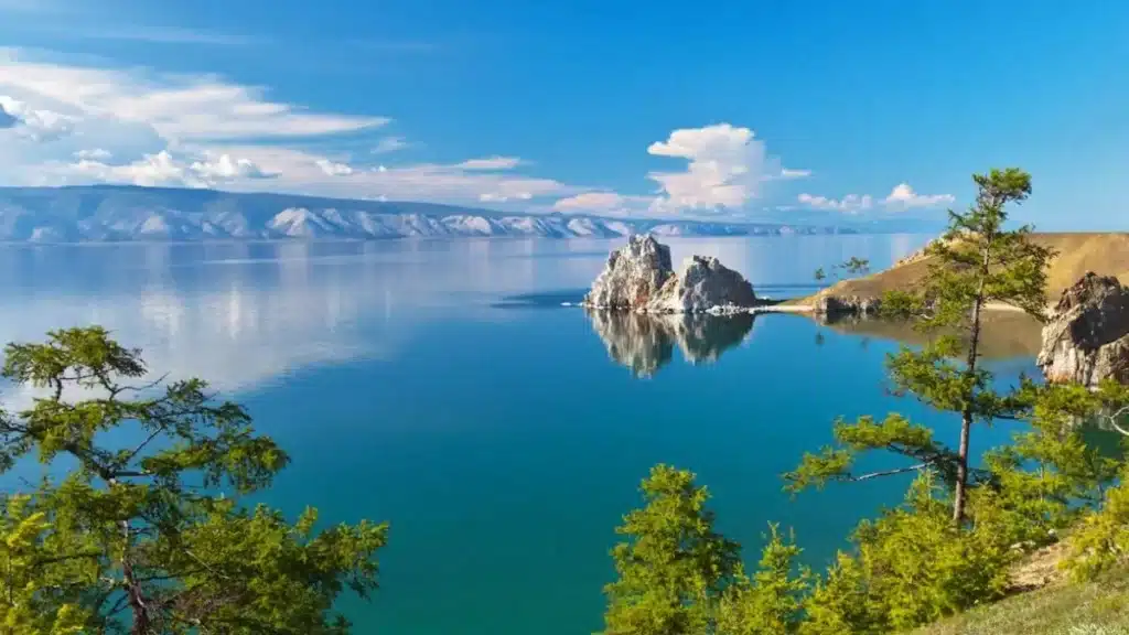 image pinus longaeva pino bristlecone 5