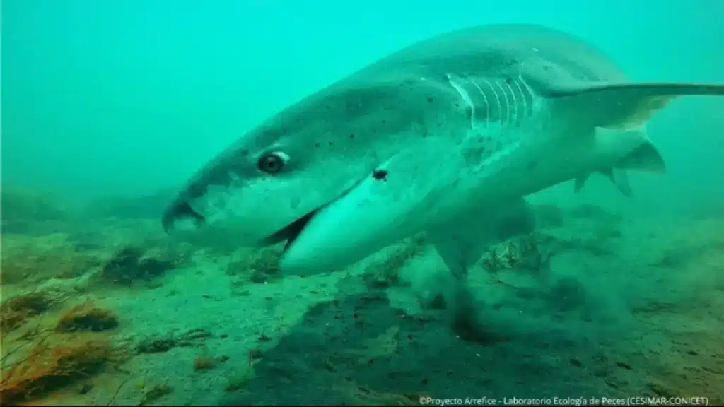 image tiburon gatopardo conicet 2