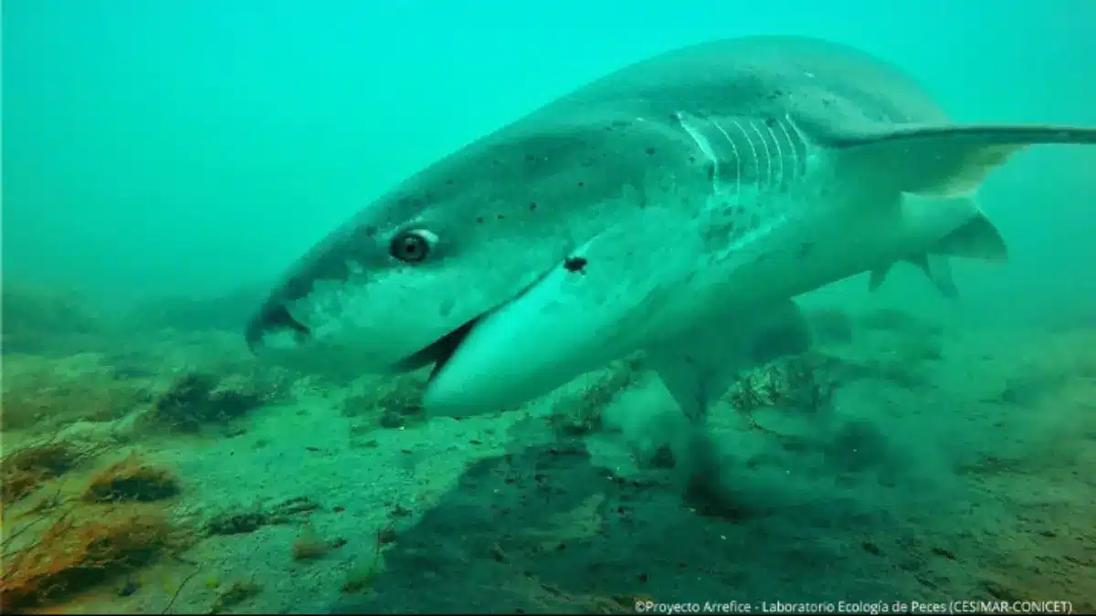 tiburon-gatopardo-conicet