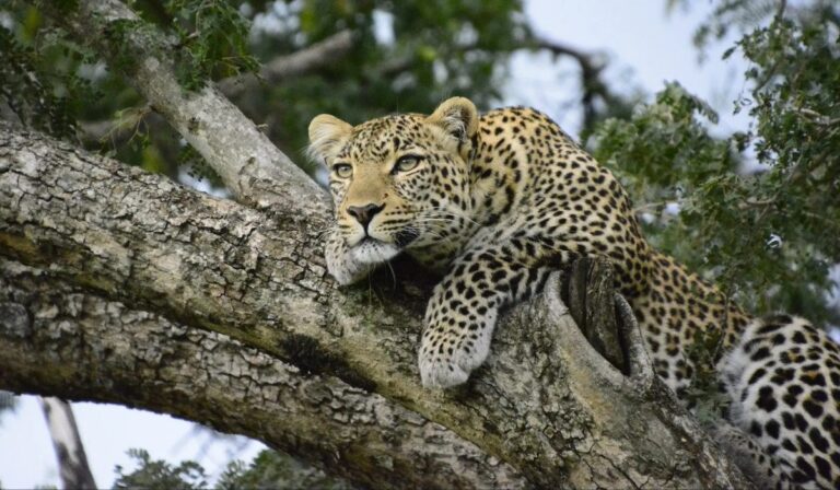 image unmundosustentable.com el regreso del leopardo sudafrica celebra la reaparicion del felino tras 170 anos 2025 11 23 12 46 27 005057 768x448 1