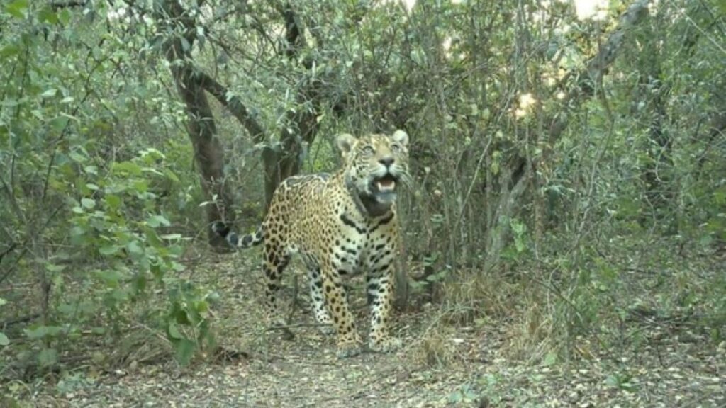 image yaguarete acai 2136912