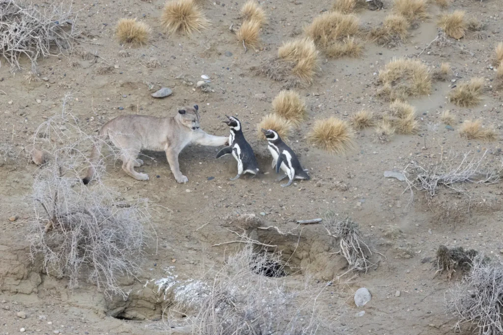 image 16HS PUMAS 01 tjgk superJumbo 1